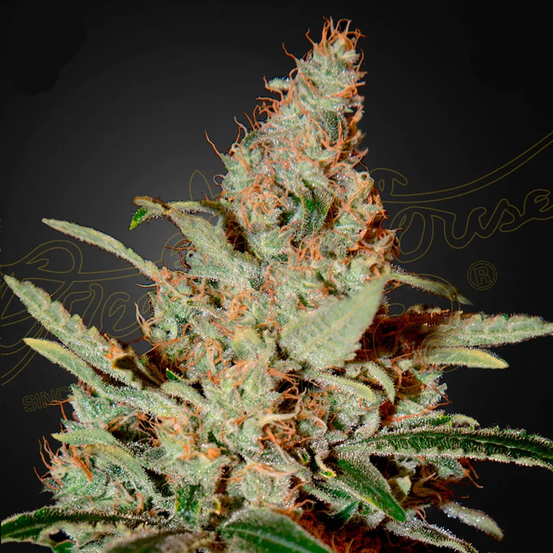 saltonverde2891042
