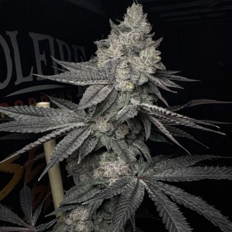 saltonverde2894340