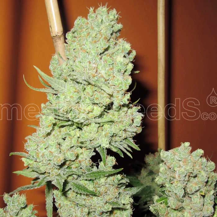 saltonverde2895811