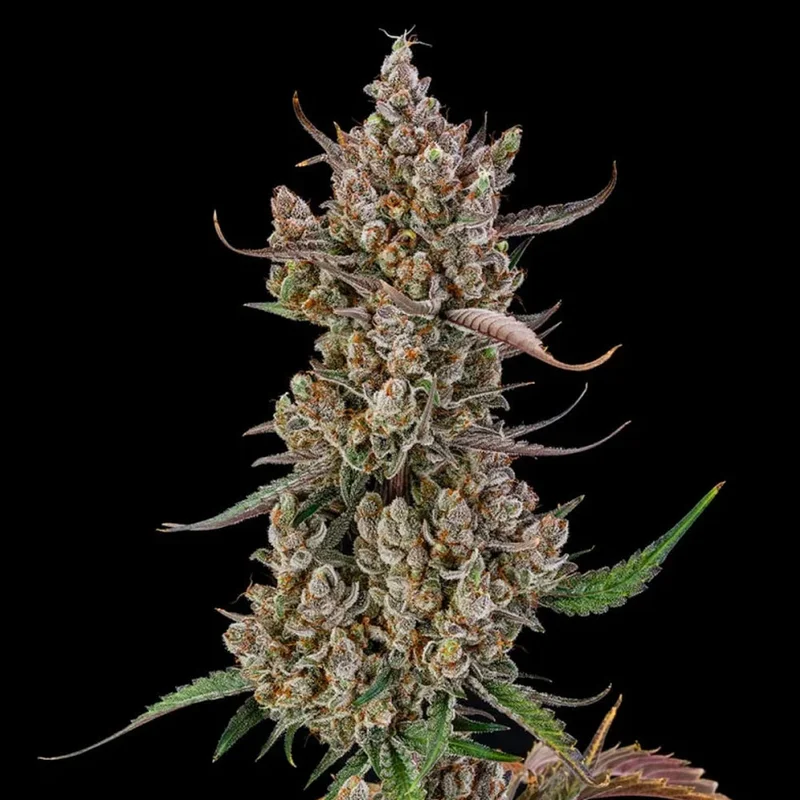 saltonverde2897274