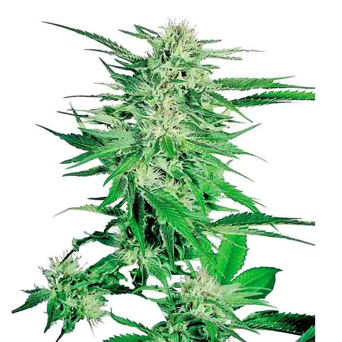 saltonverde2897754