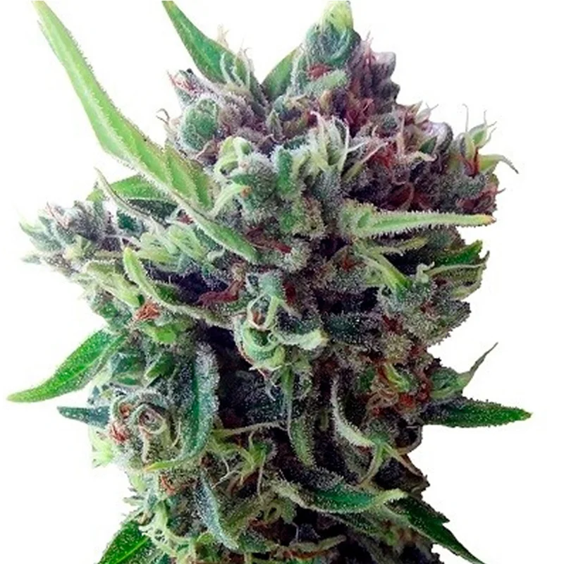 saltonverde2898107