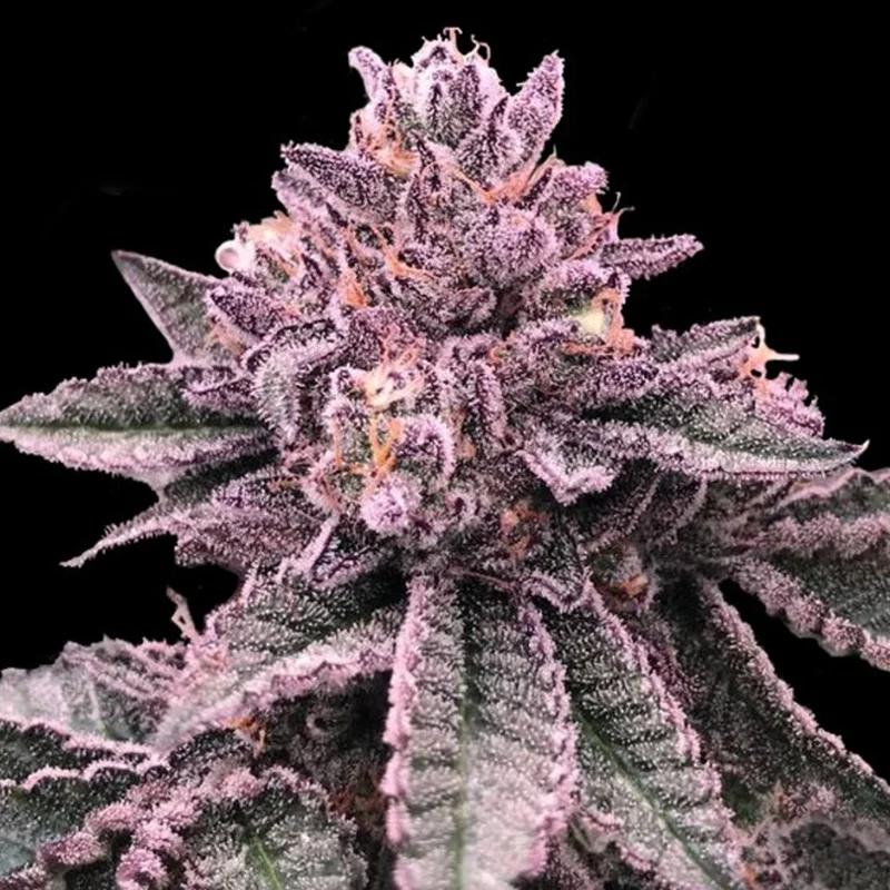 saltonverde2899043