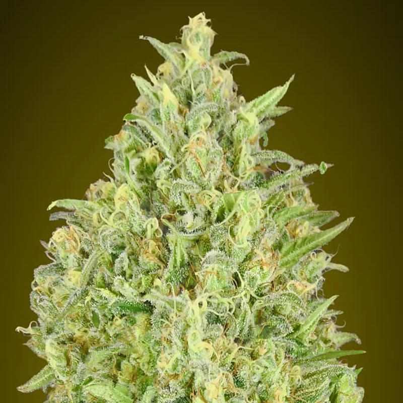 saltonverde2899364