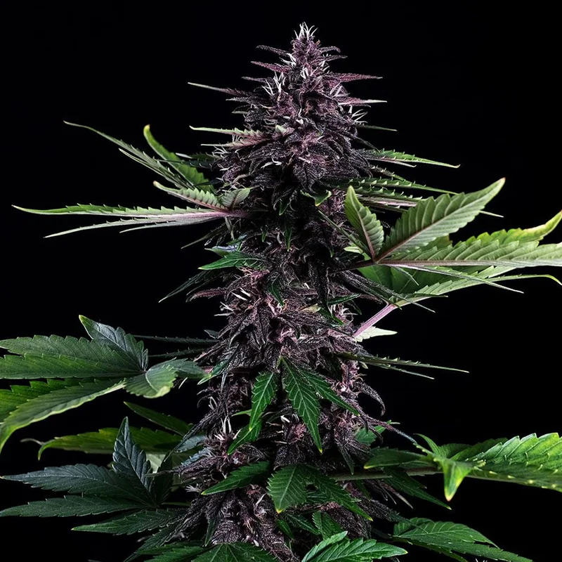 saltonverde2899548