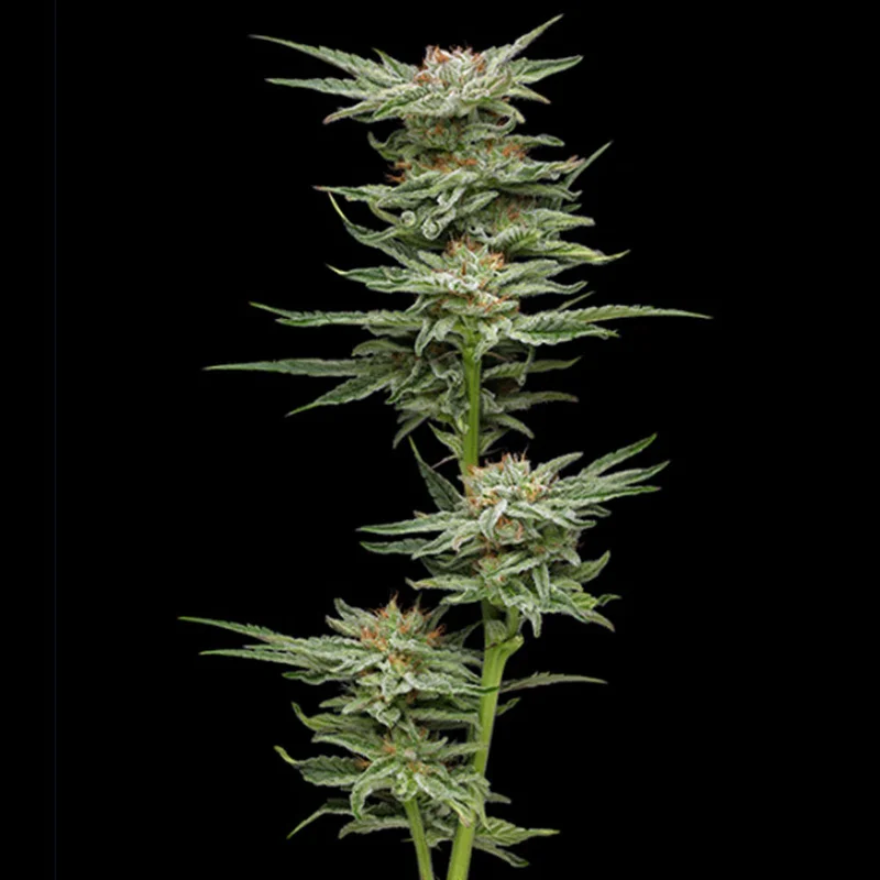 saltonverde2900233