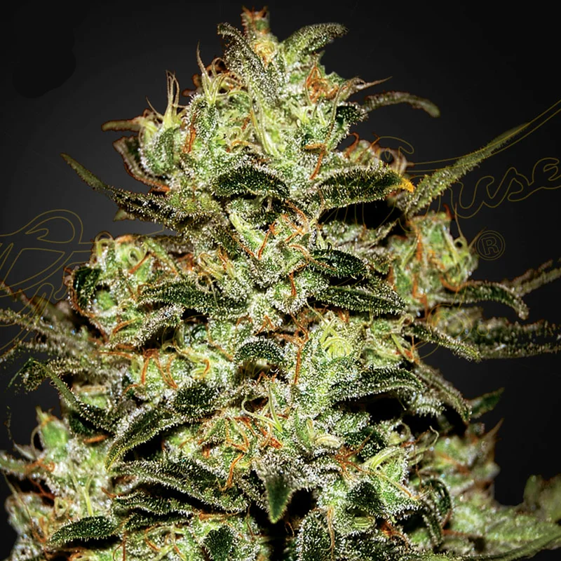 saltonverde2900256