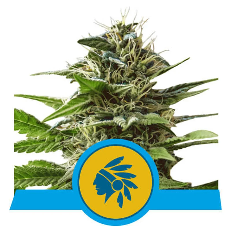 saltonverde2901229