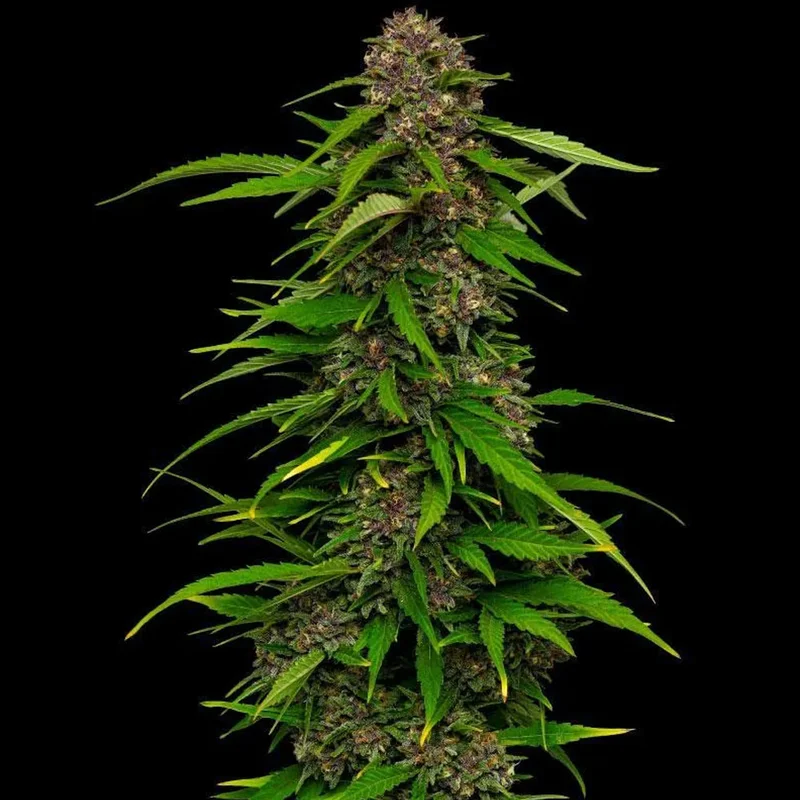 saltonverde2903876