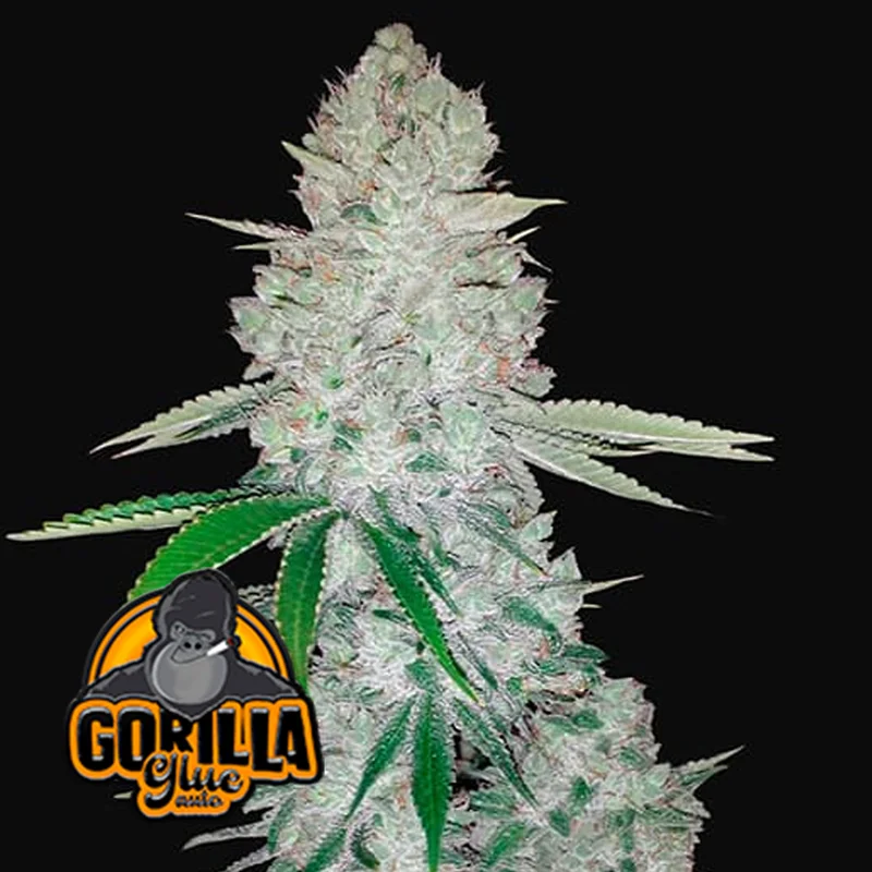 saltonverde2904600