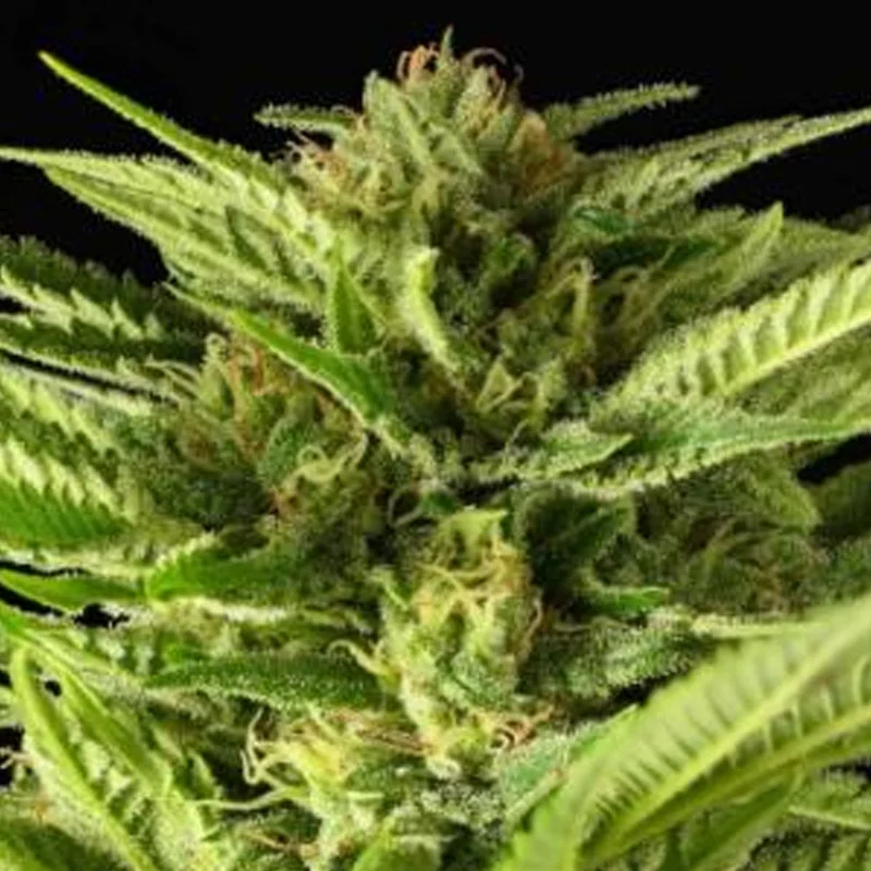 saltonverde2906974