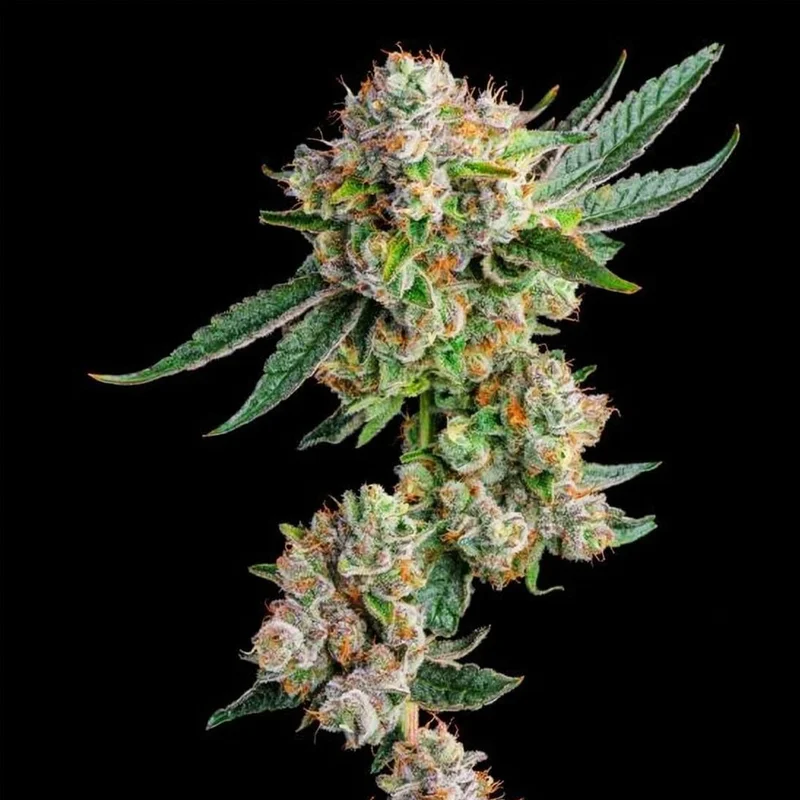 saltonverde2908240