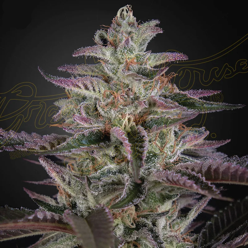 saltonverde2909955