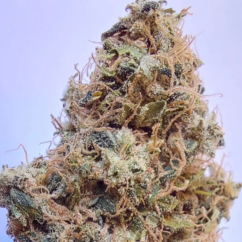 saltonverde2910263