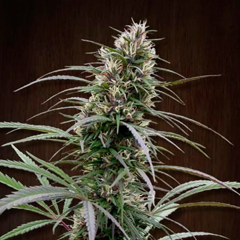 saltonverde2910299