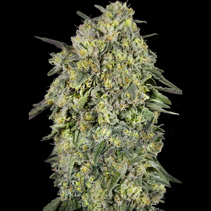 saltonverde2912363