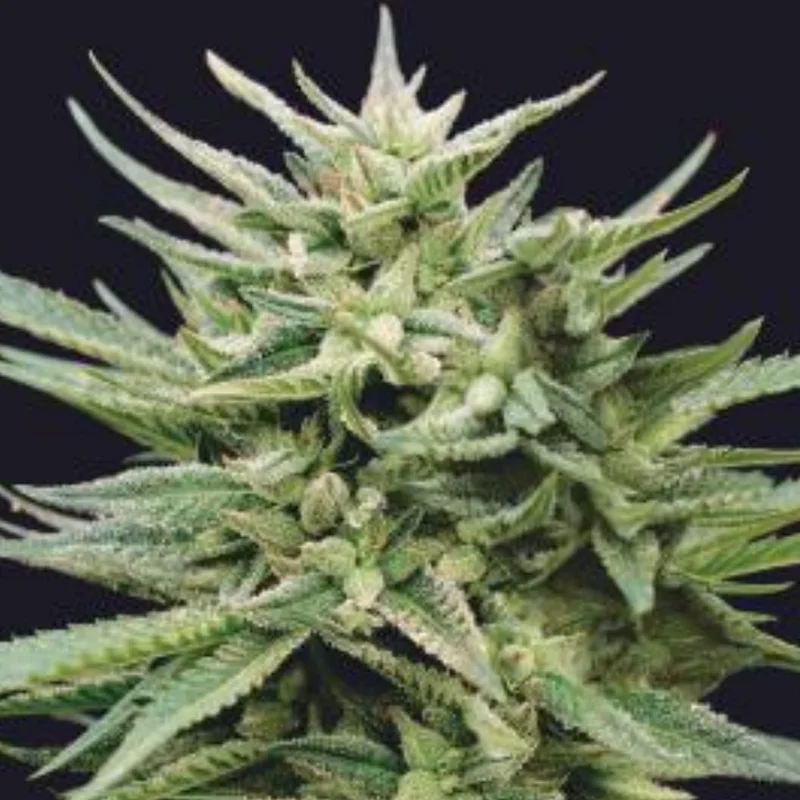 saltonverde2912880