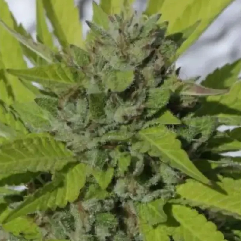 saltonverde2913320