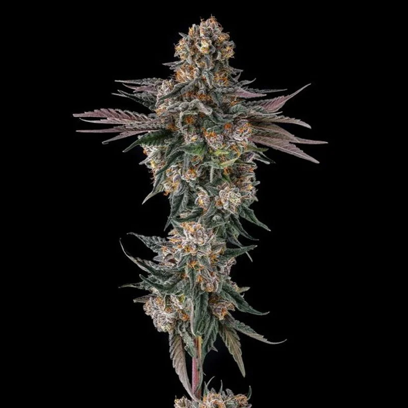 saltonverde2913555