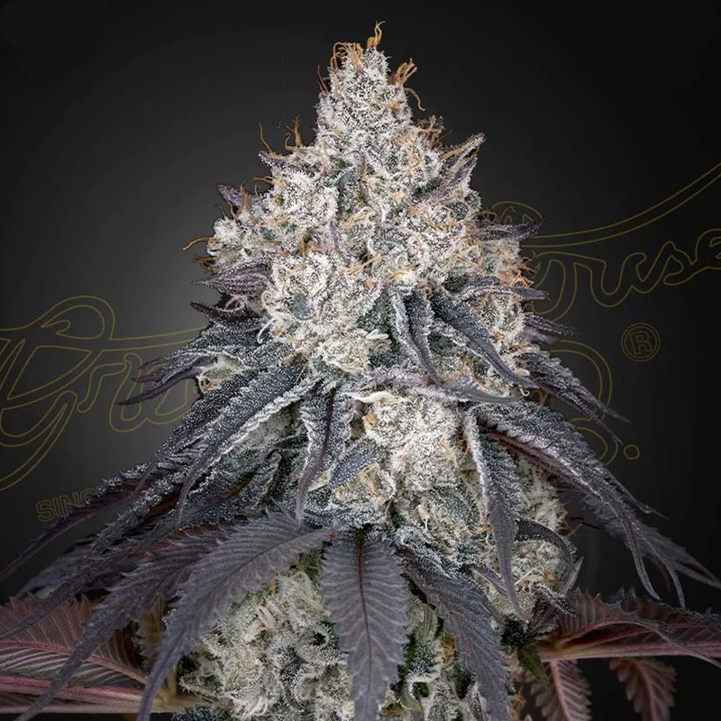 saltonverde2914172
