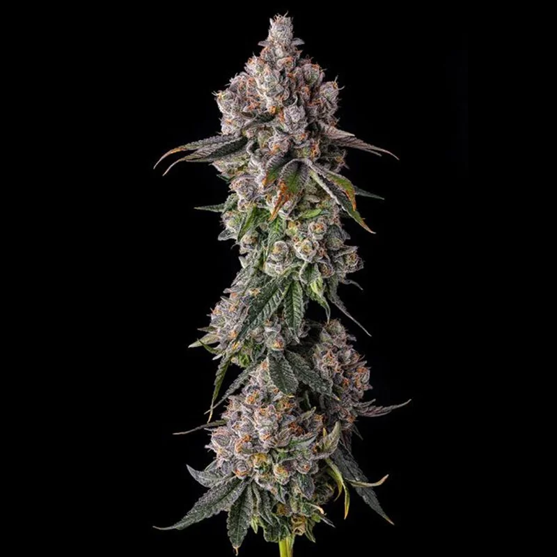 saltonverde2917712