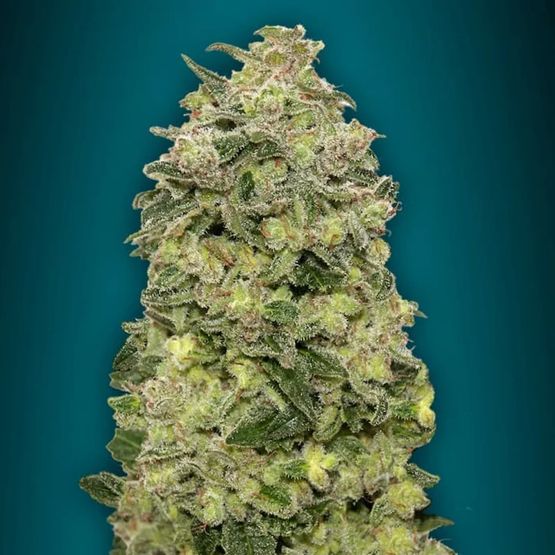 saltonverde2918439