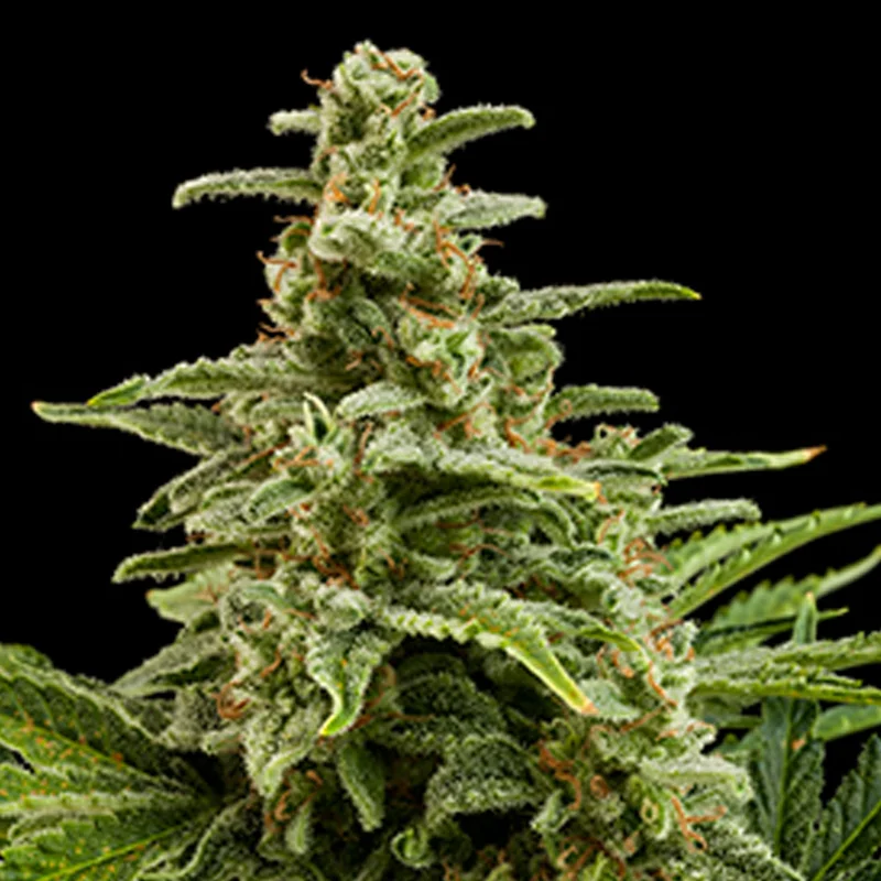 saltonverde2922040
