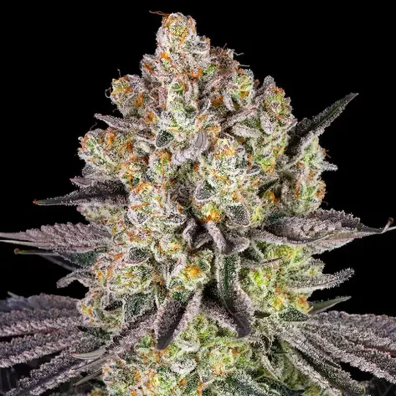 saltonverde2922788