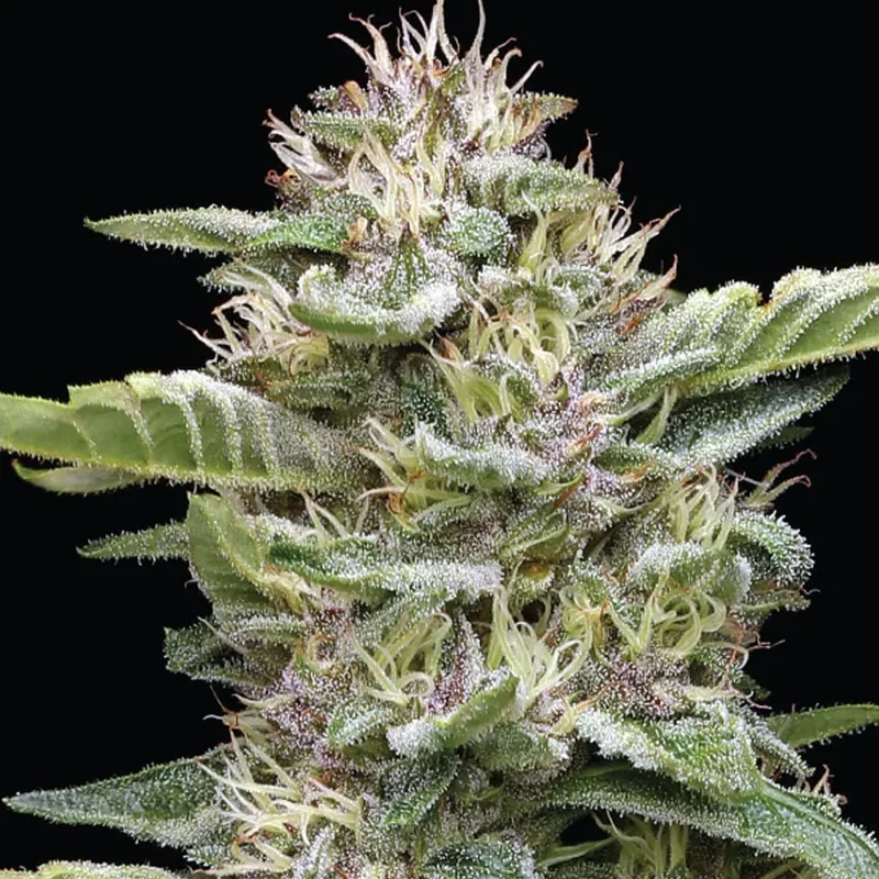 saltonverde2924727