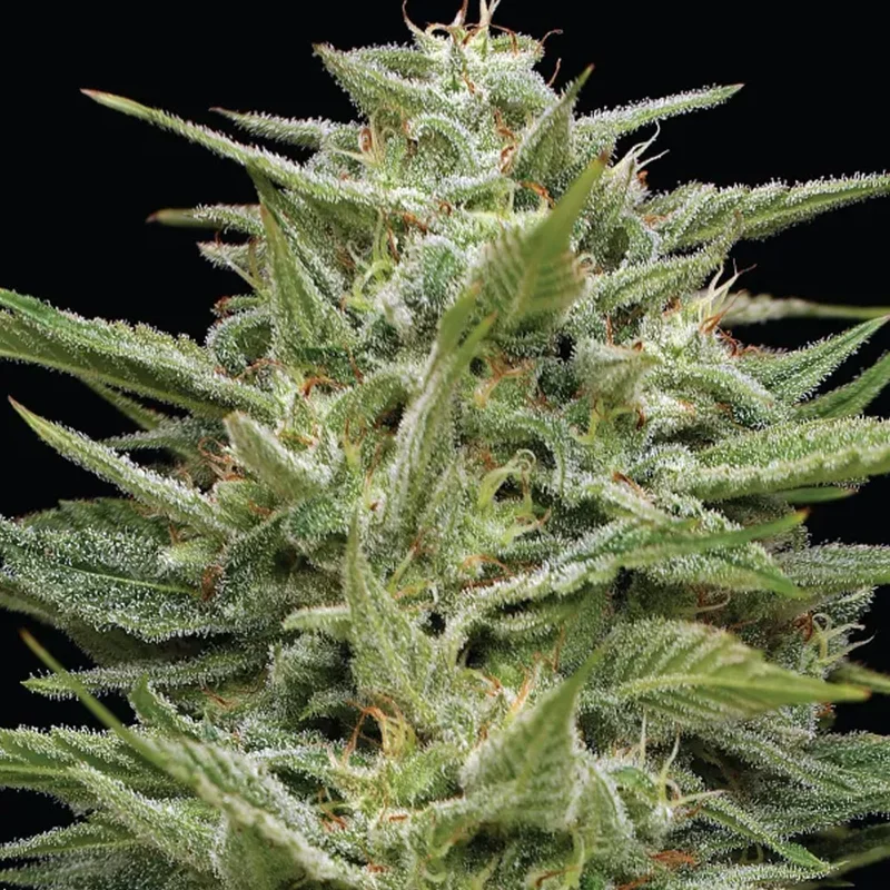 saltonverde2926874