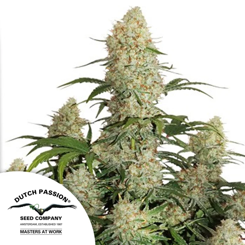 saltonverde2928197